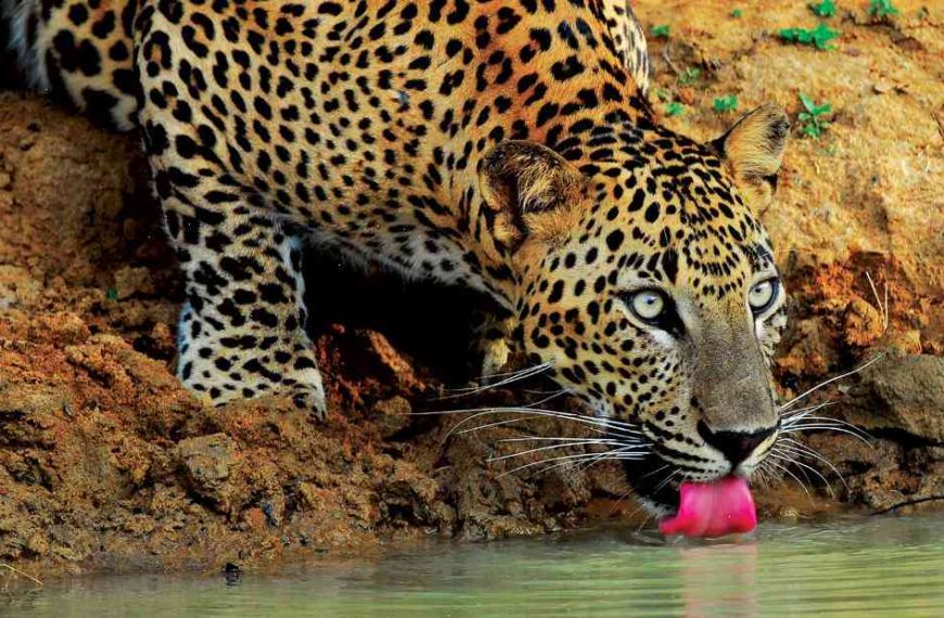 Sri Lanka’s leopard population plunges due