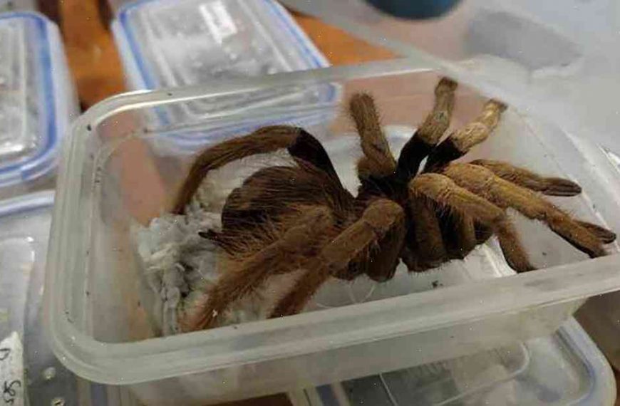 Tarantulas smuggled aboard ship in Colombia set to ‘raise problems’ in the Caribbean